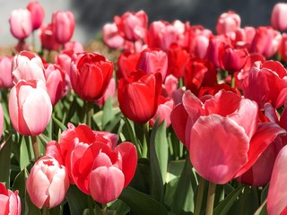 Fototapeta premium Tulip flower patch 