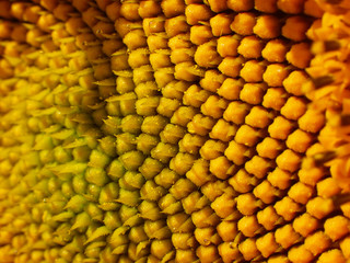 Close up of a sunflower.
