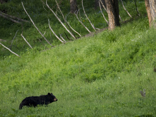 Black Bear, Yellowstone National Park, Wyoming, USA