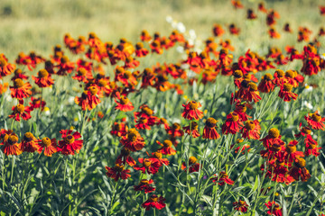 Цветок кореопсис, цветы в парке летом