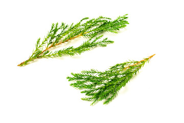 green pine leaves and twig isolated on white background.