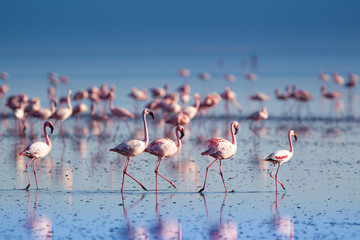 Fenicotteri rosa e fenicotteri minori a Lake Natron in Tanzania - 216198938