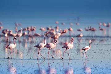 Zelfklevend Fotobehang Fenicotteri rosa e fenicotteri minori a Lake Natron in Tanzania © macs