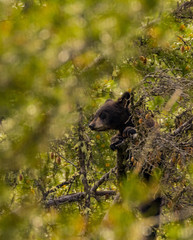 Black Bear Cub Climbing a Branch, Yellowstone National Park, Wyoming, USA