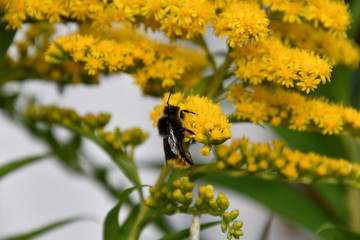 Dragonfly Bee and Flowers