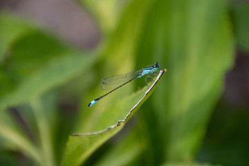 Dragonfly 