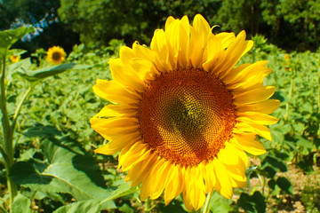 Sunflower in a sunny field in the summertime.