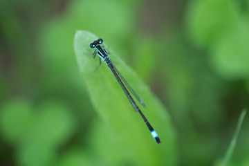 Dragonfly 