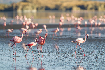 Fenicotteri rosa e fenicotteri minori a Lake Natron in Tanzania - 216199306
