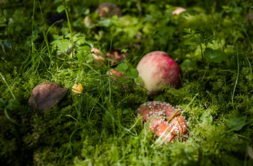 Abandoned orchard and a rotten apple