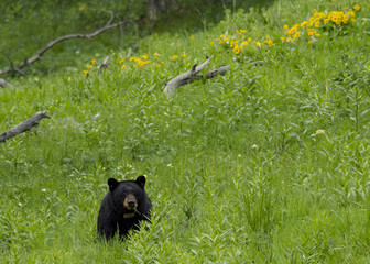 Black Bear, Yellowstone National Park, Wyoming, USA
