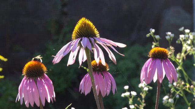 Purpur-Sonnenhut (Echinacea purpurea), Roter Scheinsonnenhut
