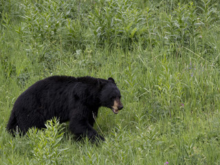 Black Bear, Yellowstone National Park, Wyoming, USA