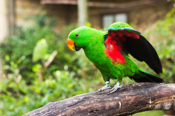 Colorful Parrot