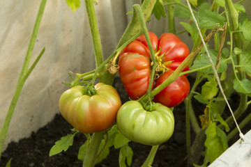 Red raspberry tomatoes in the greenhouse.