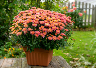 Potted chrysanthemum plant in a back yard setting.
