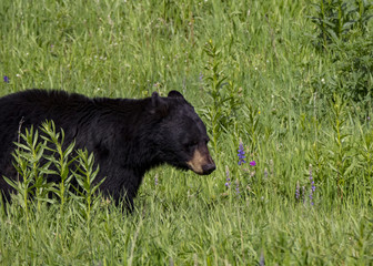 Black Bear, Yellowstone National Park, Wyoming, USA