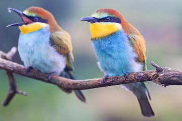 pair of beautiful birds of color on a rainbow sitting on a branch