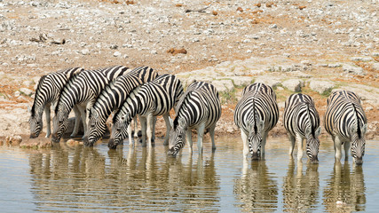 Fototapeta na wymiar Herd of zebras drink at a waterhole in Etosha National Park, Namibia