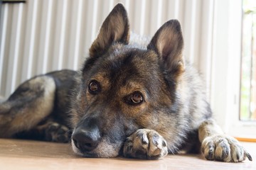 German Shepherd dog. Slovakia