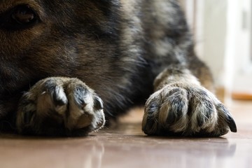Paws of German Shepherd Dog. Slovakia