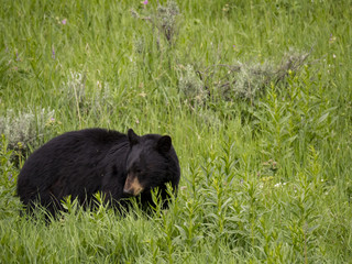 Black Bear, Yellowstone National Park, Wyoming, USA