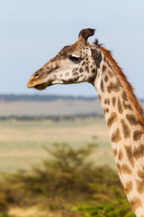 Giraffa nella Savana del Serengeti in Tanzania