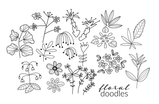 vector collection of botanical hand drawn doodles. meadow plants and flowers elements. pencil ink sketch of flowers and leaves. set of decorative elements 