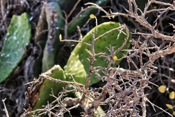 Dry plant texture and cactus in the background
