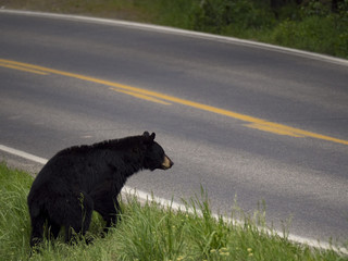 Black Bear Crossing the Road, Yellowstone National Park, Wyoming, USA