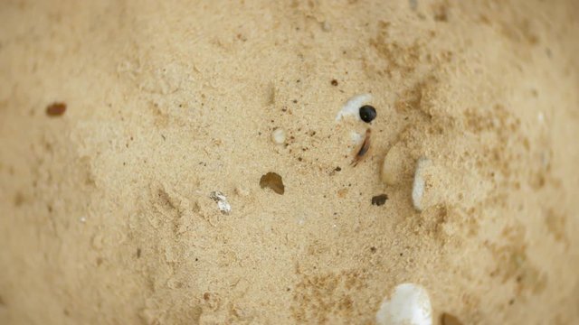 Centipede running around in circles on the sand
