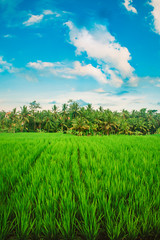 Green terraced rice field. Nature landscape background. Ubud. Bali, Indonesia