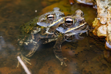 frog