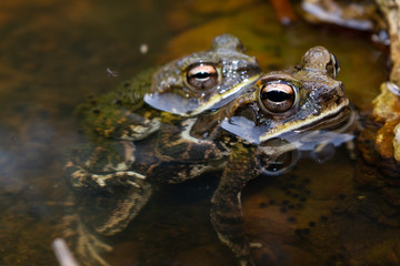 frog