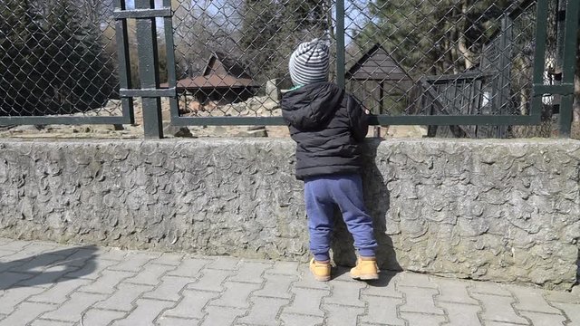Boy looking at animals in the zoological garden, slow motion shot at 240fps
