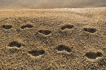 Sunset on pebble beach Golden cape (Zlatni rat) is one of most famous beach in Croatia, on south side of island Brac near town Bol