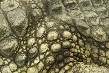 Obraz premium crocodile skin texture close up
