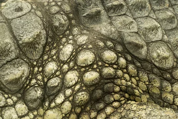 Deurstickers Krokodil krokodillenleer textuur close-up