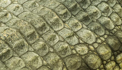 Selbstklebende Fototapete Krokodil Krokodilhaut Textur Nahaufnahme