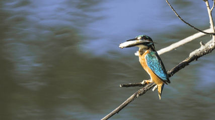 Kingfisher Eisvogel