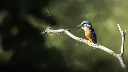 Kingfisher Eisvogel