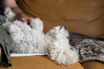 Cute bichon dog. Slovakia