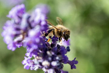western honey bee (Apis mellifera) on lavender