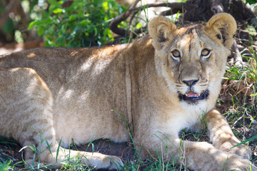 Leone nella savana del Serengeti in Tanzania