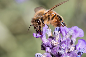 western honey bee (Apis mellifera) on lavender