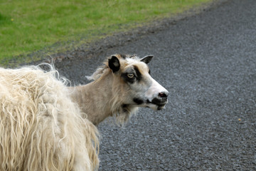 Fototapeta premium Icelandic Sheep
