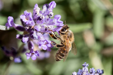western honey bee (Apis mellifera) on lavender