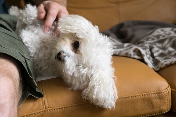Cute bichon dog. Slovakia