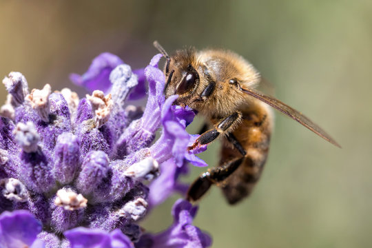 western honey bee (Apis mellifera) on lavender