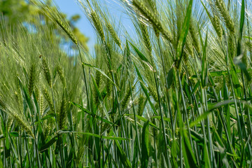 Ears of corn in the field, not yet ready for the harvest